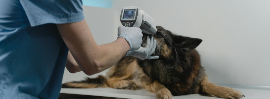 Why In-House Labs Benefit Veterinary Practices